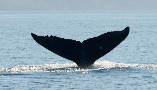 BEARS, BIRDS, AND WHALES/A Room with a Car