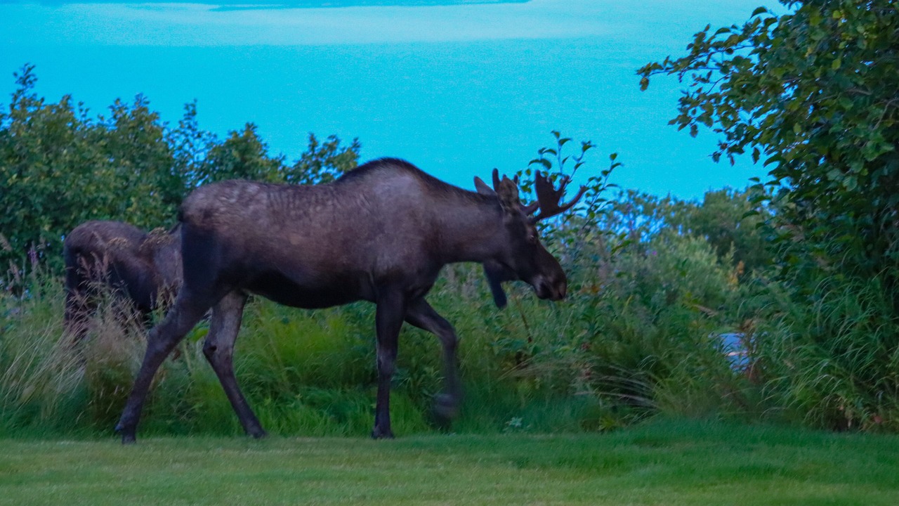 Photo of Outdoor in Fritz Creek