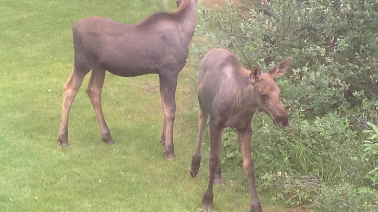 Photo of Outdoor in Healy