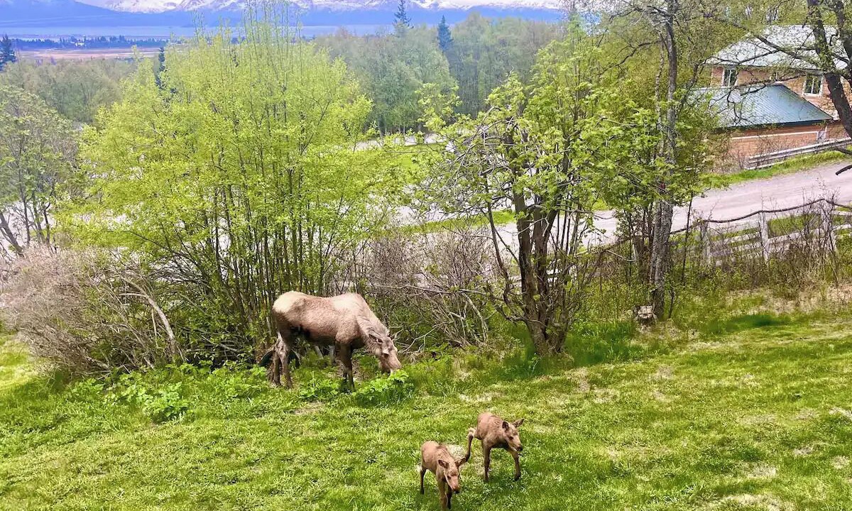 Photo of Outdoor in Kachemak