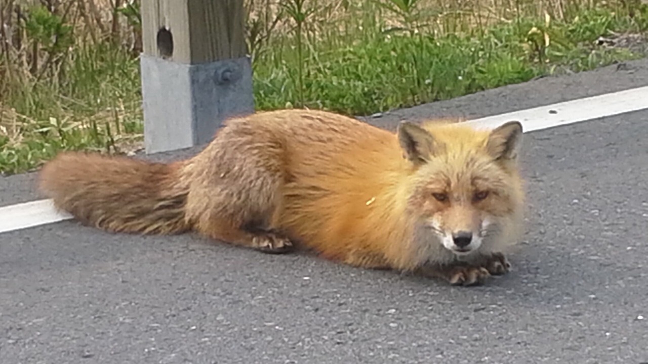 Photo of Outdoor in Kodiak