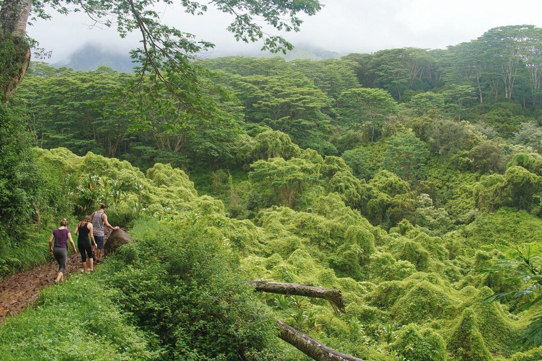 Photo of Others in Poipu