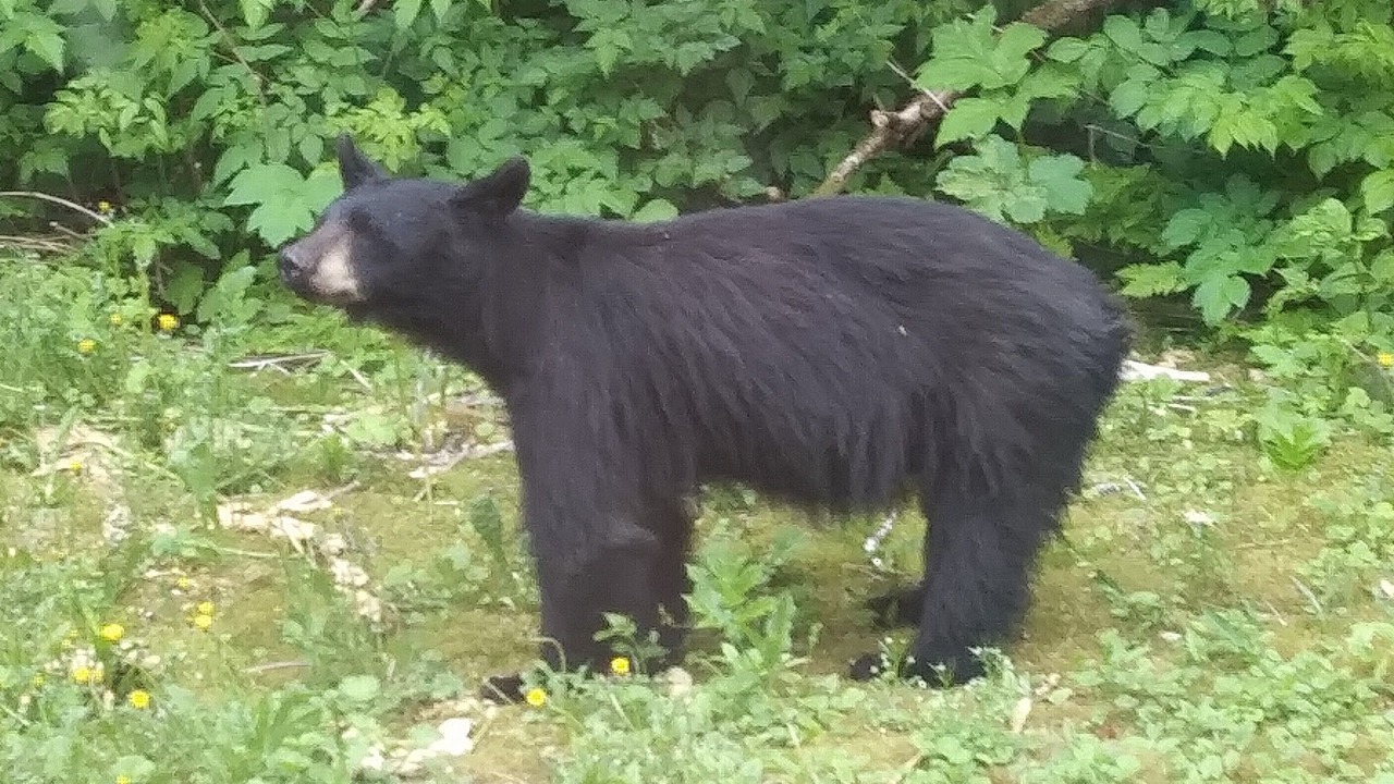 Photo of Others in Seward