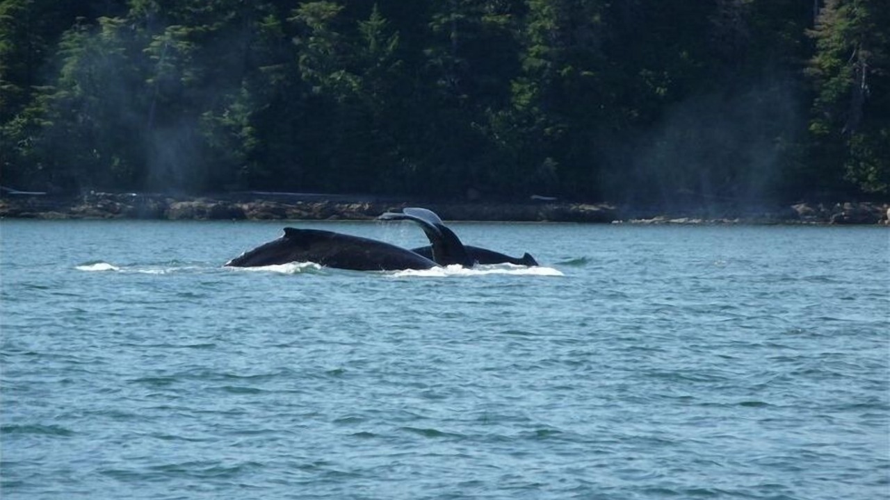 Photo of Others in Juneau