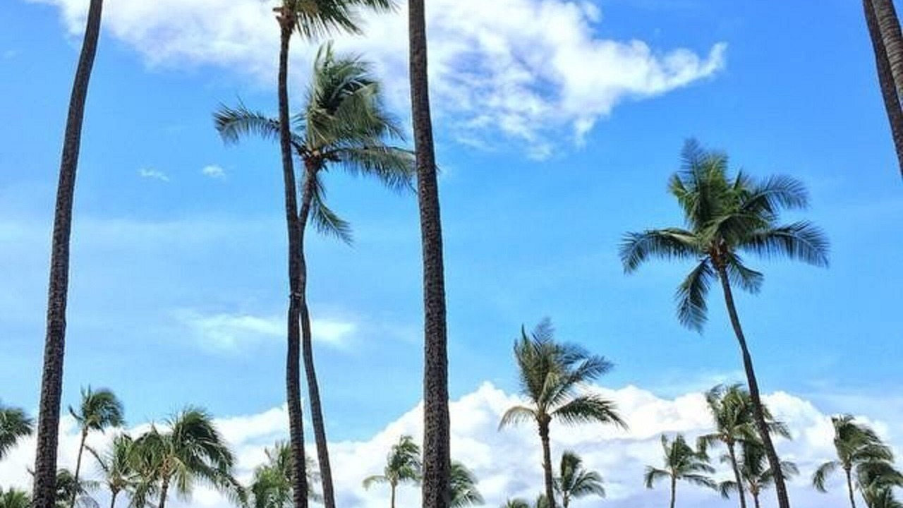 Photo of Others in Kaanapali