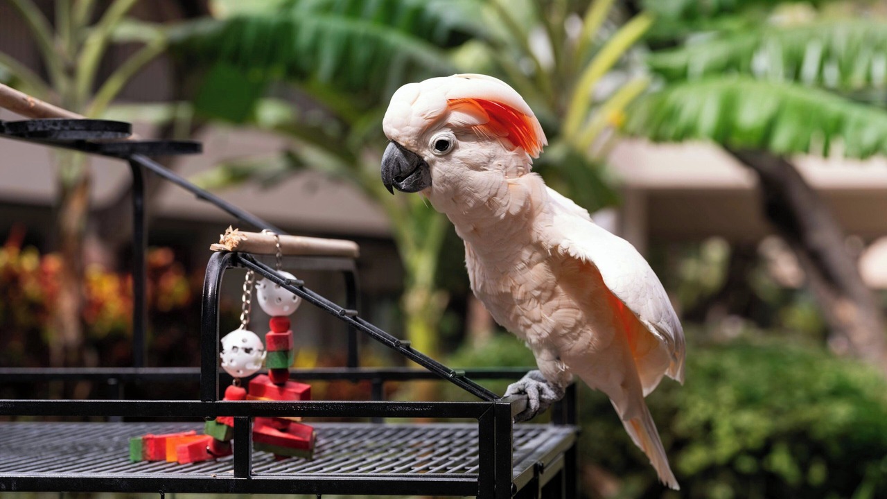 Photo of Others in Kaanapali