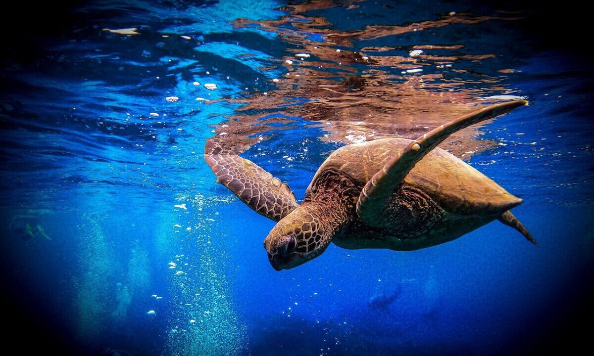 Photo of Others in Kaanapali