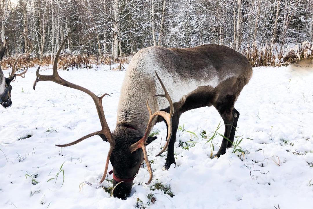Photo of Others in Fairbanks